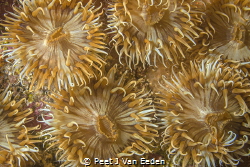 A carpet of square-mouth striped anemones by Peet J Van Eeden 